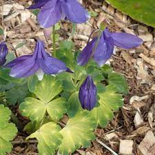 Aquilegia Silver Edge Seeds Plants Seeds Flowers