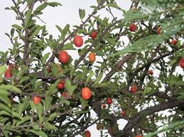 Image result for Dovyalis xanthocarpa