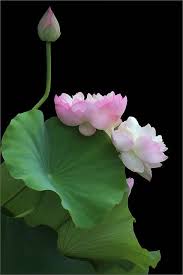 Pin On Flower