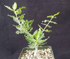 Image result for Fockea