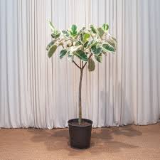 Image result for Ficus elastica