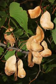 Image result for Colophospermum mopane