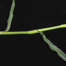 Image result for Floscopa leiothyrsa