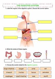 All about your digestive system: Digestive System Worksheets And Online Exercises