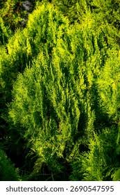 Image result for Cupressaceae