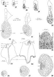 Image result for Scleria foliosa