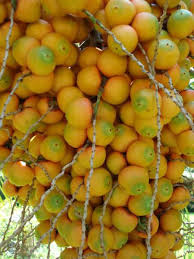 Kita adalah pakar dalam penghantaran pokok hidup ke seluruh malaysia kecuali sabah and sarawak(for jual pokok buah online. Pokok Buah Buahan Yang Boleh Dimakan