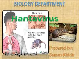 In the early 1990s, there was an outbreak of a mysterious and deadly disease in the. Hantavirus