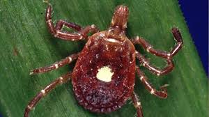 Image result for Erythrococca atrovirens