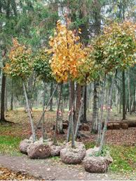Check spelling or type a new query. Tips Information About General Tree Care Gardening Know How