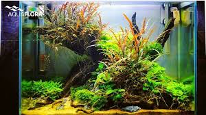Update Of Planted Aquarium Scaped By Frederic Fuss At Kinder And Jugendaquaristik Falkenberg Powered By Aquaflora Plants Aquaflora Aquascaping Planted Aqu