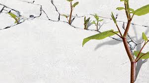 These are tips on killing knotweed and it also furthers itself to otyher noxious plants. Japanese Knotweed The Plant That S Eating B C