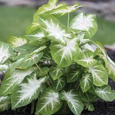Image result for Caladium