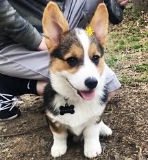 Cowboy corgi puppies for sale. Pin On Animal And Pet Addiction