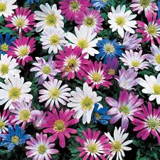 Van Bourgondien Multi Colored Windflower Anemone Bulbs Mixture 25 Pack 86120 The Home Depot In 2020 Hardy Perennials Spring Flowering Bulbs Bulb Flowers