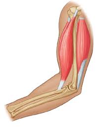 Unlabeled muscular system images in pdf; Https Www Pearsonhighered Com Assets Samplechapter 0 1 3 4 013439495x Pdf