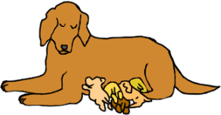Herpesvirus can be diagnosed by testing blood, tissue samples, or taking swabs of mucous membranes. Herpes Infection Canine Mar Vista Animal Medical Center