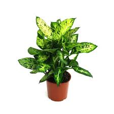 Buy Dieffenbachia Compacta Plants Online At Lowest Price