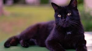 Check spelling or type a new query. Cute Black Cat Pfp Novocom Top