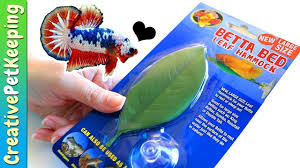 I feed them and change their water on the same schedule. Betta Bed Leaf Hammock Do Bettas Like To Rest On Plants Youtube