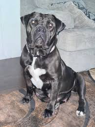 We deliver puppies to customers australia wide. Boerboel For Sale In California 18 Petzlover