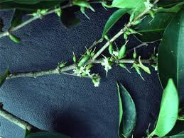 Image result for Cassipourea mollis