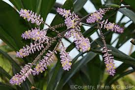 Image result for Cordyline stricta
