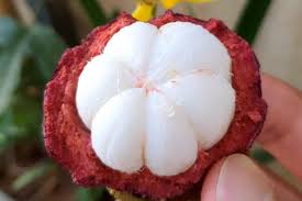 Jun 11, 2021 · mangosteen is used for diarrhea, urinary tract infections (utis), gonorrhea, thrush, tuberculosis, menstrual disorders, cancer, osteoarthritis, and an intestinal infection called dysentery. Mangosteen Fruit Express Delivers Exotic Tropical Fruits Like Mangosteen And Rambutan Whatshot Bangalore