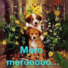 Pin By Raquel Ras On Nos Dushi Papiamento Ban Papi E By Raquel Y Ras Aruba Cute Dogs Dogs Border Collie Puppies