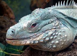Blue In The Face Animals Reptiles Interesting Animals