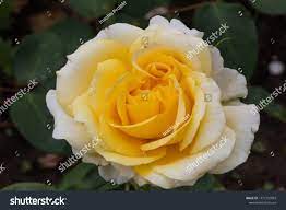 Rose Elina Flower Closeup Photo Stock Photo 1472792003 | Shutterstock