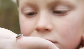 We did not find results for: Are Woodlice Under Your Plant Pots Causing Damage Express Co Uk