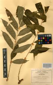 Image result for Lomariopsis guineensis