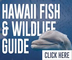 Hawaii Fish Marine Wildlife Information Maui Kauai Big