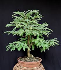 Tamarind Bonsai Tamarind Bonsai Flickr