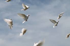 Labortechniker attackiert tierschützerin in münchen, weil sie einer verletzten taube helfen wollte. Weisse Hochzeitstauben Weisse Tauben Weisse Hochzeit Hochzeitsgeschenk Munchen Umgebung Heiraten Geschenk Hochzeitstaube Zahme