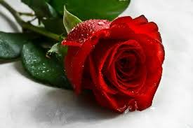Pin On Flowers