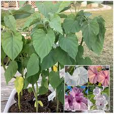 Image result for Ipomoea carnea