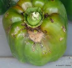 Image result for tomato seedling xanthomonas vesicatoria