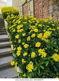 Image result for Euryops chrysanthemoides