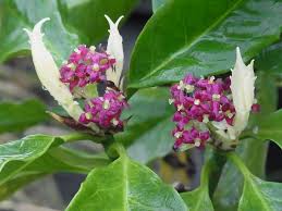 樹木好き！ I Love Trees