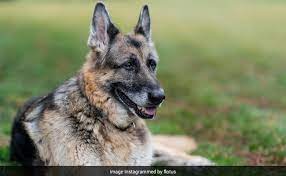 President joe biden and first lady jill biden on saturday announced the passing of their german shepherd champ, who they called a constant, cherished companion for 13 years. Rbqff4esik3qmm