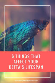 While An Average Betta Fish Lives For About 3 Years In Captivity Bettas Lifespan Can Be Significantly Increased Provided Th In 2020 Betta Fish Betta Fish Tank Betta