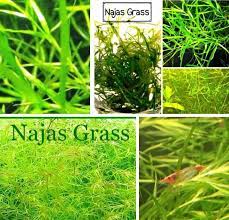 Is Guppy Grass Najas Grass Easy To Grow In 2021 Planted Aquarium Grass Care Plants