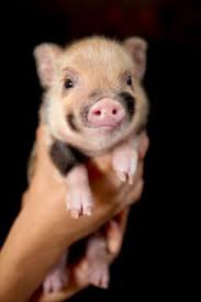 Check spelling or type a new query. Micro Pigs Teacup Pigs Mini Pig For Sale Cute Piglets Pet Pigs Cute Baby Animals