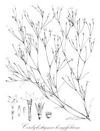 Image result for Kohautia cynanchica