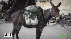 The size of a mule and work to which it is put depend largely on the breeding. Why Are Mules Sterile Video Technology Networks