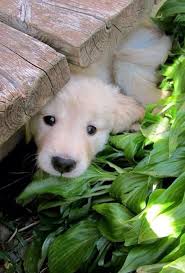 pin von amy ensing auf photography pets tiere hund hunde hundebilder