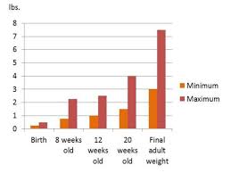 Yorkshire Terrier Information Center Yorkie Growth Chart