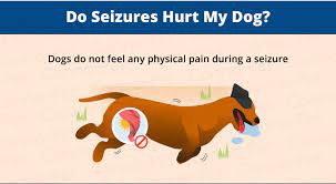 How Long Do Dog Seizures Last Canna Pet